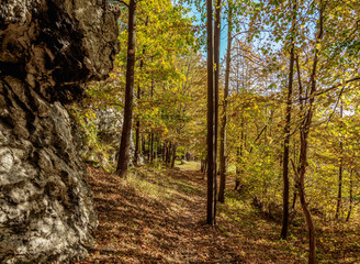 Forest near Mount Birow in Podzamcze, Krakow-Czestochowa Upland or Polish Jurassic Highland, Silesian Voivodeship, Poland