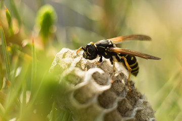 Macro shot of a wasp on a honeycomb. selective soft focus.