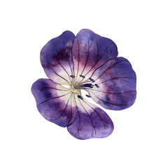 A watercolor illustration of geranium on а white background 