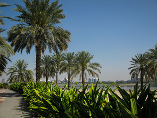 Dubai creek promenade with palm trees and agaves