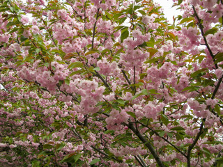 pink sakura blossom flowers