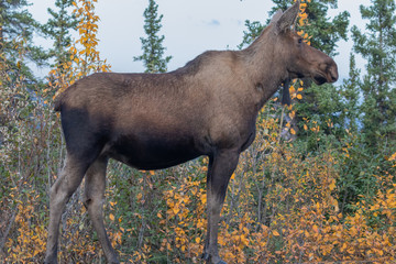 Cow Alaska Yukon Moose in Autumn