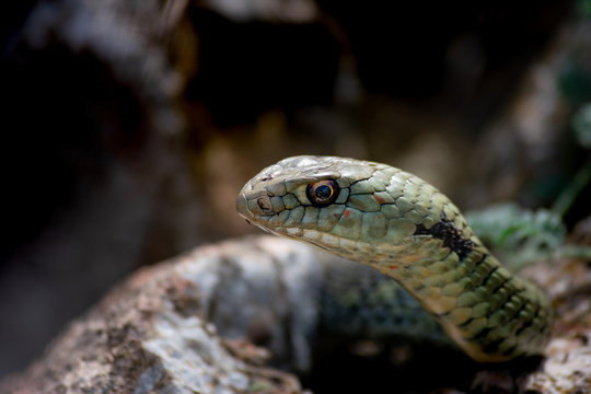 Closeup of a bastard snake