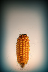 Ears of corn on a light background.