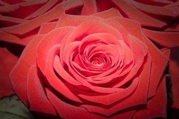 Rote Rosen Nahaufnahme 