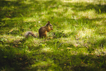 squirrel in park