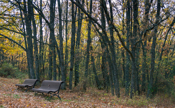 Tranquilidad para el descanso en el bosque