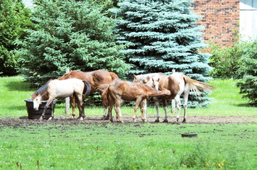 Obraz premium Five Horses by Evergreens