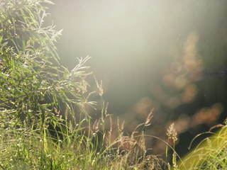 green grass in the sun on a blurred background