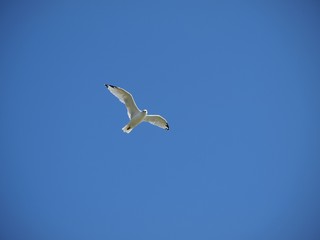 Flying Seagull