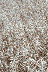 Wild dry herbs. Natural pattern created by nature. Background in brown muted shades of nature. Vertical