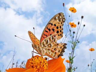 オレンジのコスモスの花とオレンジの蝶