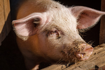 A large pig's head close-up on a pig farm