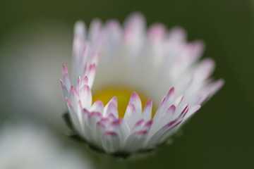 Daisy flower