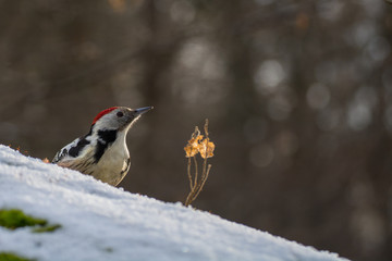 middle spotted woodpecker