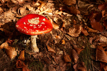 Fliegenpilz umgeben von Laubblättern