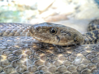 snake