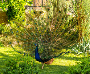 peacock