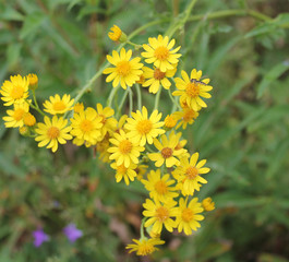 Many small yellow meadow flowers on a summer field