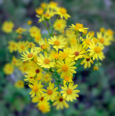 Obraz premium Many small yellow meadow flowers on a summer field
