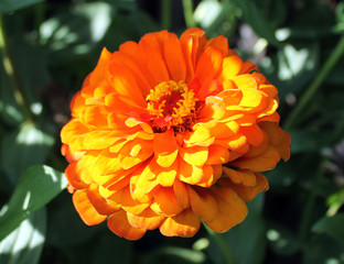 Beautiful orange peony flower close-up