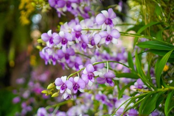 Beautiful purple orchid flower in garden with natural background, Select the focus and blurred background.
