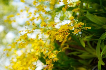 Beautiful yellow Cattleya orchid flower in garden with natural background, Select the focus and blurred background.