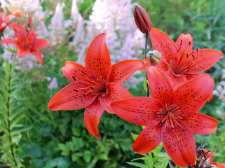 Beautiful red lilies bloom in summer