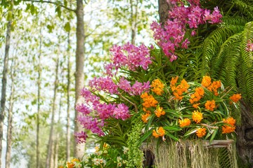 Beautiful red orchid flower in garden with natural background, Select the focus and blurred background.
