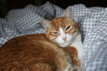 Gatto bianco e rosso si riposa