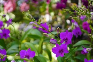 Fototapeta premium Beautiful red orchid flower in garden with natural background, Select the focus and blurred background.