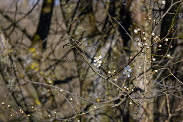 Beautiful spring white blooming flowers on the fruit tree, delicate, young and colorful flowers bloom on the branches of trees on blue sky background