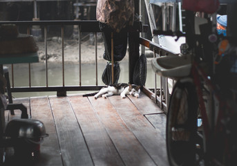 Fototapeta na wymiar A cat resting in a corner