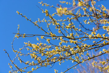 Beautiful spring white blooming flowers on the fruit tree, delicate, young and colorful flowers bloom on the branches of trees on blue sky background