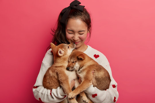 Sincere happy woman plays with two puppies, gets kiss from shiba inu dog, expresses love to animals, embraces favourite pets, stands against pink background. Little dogs play with female owner