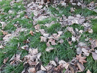 Brown leaves on grass