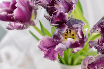 Beautiful purple tulips on a background of white transparent curtain, for cards, holidays, celebrations, spring mood, close-up