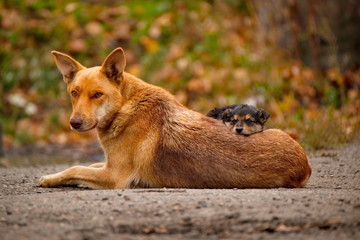Careless childhood of little puppies. Dogs of unknown breed