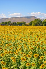 Big yellows sunflowers with blue sky. sunflower field blooming during sunny day. natural background.Close-up of beautiful flowers with blurred background.