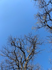 Silhouette of tree branches in the pure blue sky background
