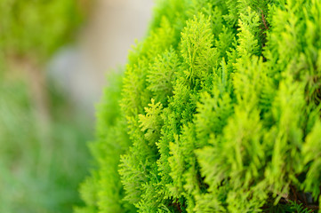 Closeup of beautiful green christmas leaves of Thuja trees on green background. Thuja occidentalis is an evergreen coniferous tree