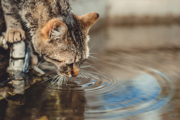 cat drinks from a puddle