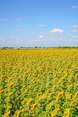 Fototapeta premium Big yellows sunflowers with blue sky. sunflower field blooming during sunny day. natural background.Close-up of beautiful flowers with blurred background.