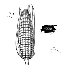 Corn hand drawn vector illustration. Isolated maize sketch. Vegetable engraved style object