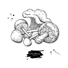 Mushroom hand drawn vector illustration. Isolated Sketch food drawing.