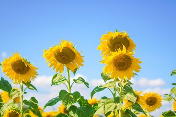 Big yellows sunflowers with blue sky. sunflower field blooming during sunny day. natural background.Close-up of beautiful flowers with blurred background.