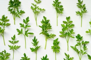 fresh organic parsley leaves arranged in a row on a white background