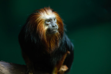 golden lion tamarin monkey is perched and watching