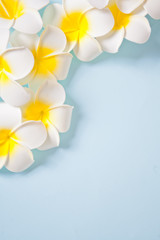 Frangipani plumeria flowers on the blue background. Copy space. Top view. Tropical composition.