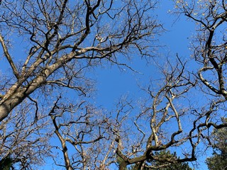 Silhouette of tree branches in the pure blue sky background